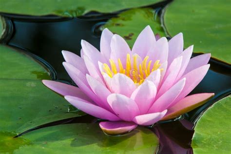 De Lotusbloem van de Voorzichtigheid : Een Overweldigend Spektakel van Geometrische Pracht en Spirituële Diepgang!