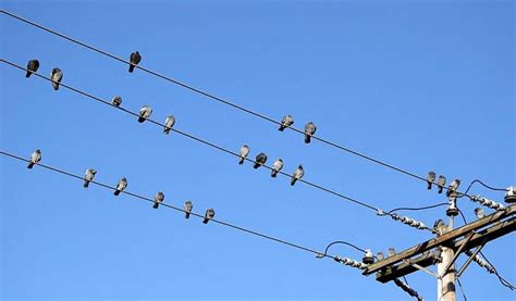 機械学習エンジニアと、なぜカラスは電線に止まるのか？